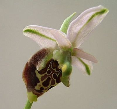 O-holoserica_6.JPG