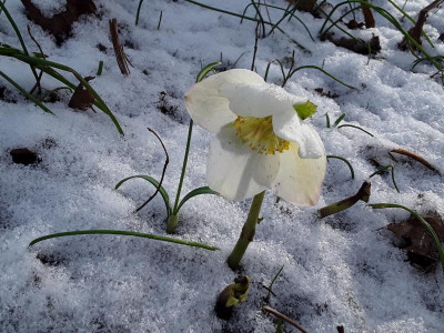 Schneerose.jpg