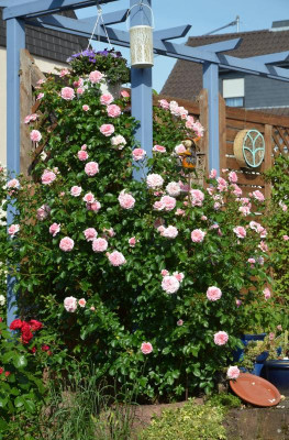 Rose-Pirouette.21-3.jpg