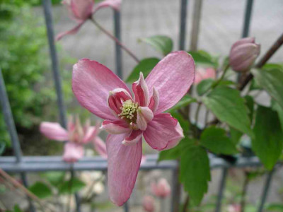 IMGP4800.JPG