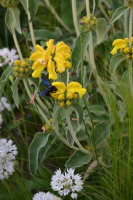 Phlomis_fruticosa.20-1.jpg