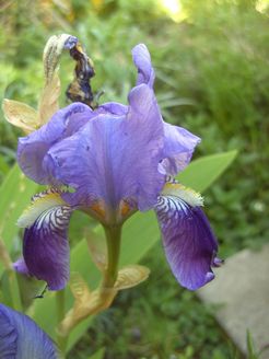Iris_Schwarz_Hofbauer7.JPG