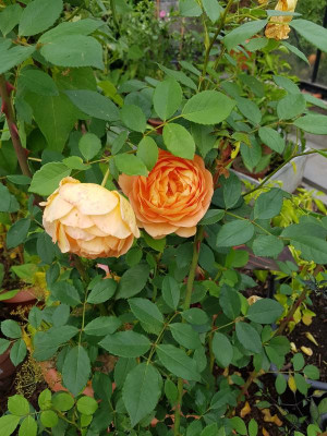 20170817_095149.jpg