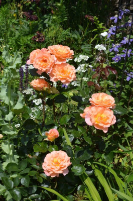 Rose-Rosemary_Harkness.18-1.jpg