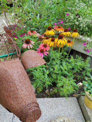 20170817_093957.jpg