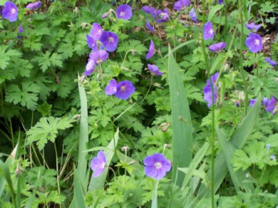 100_1256_Geranium_himalayense__500.jpg