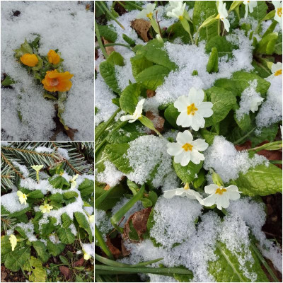 PrimelimSchnee.jpg