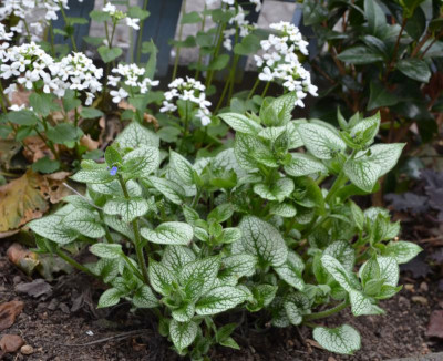 Brunnera-SeaHeart.17-1.jpg