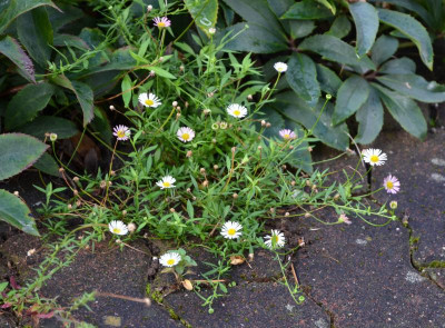 Erigeron_karvinskianus.22-1.jpg