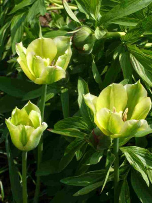 Tulpe-Virilemon.13-1.jpg