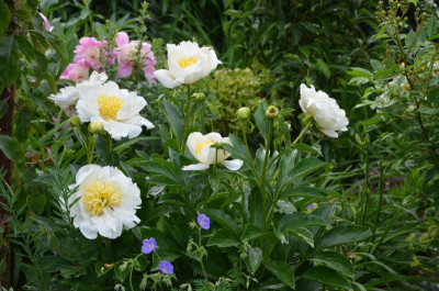 Paeonia-Jan_van_Leuven.16-1.jpg