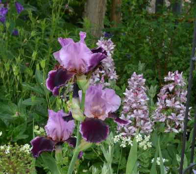 Iris-SoFine.22-2.jpg