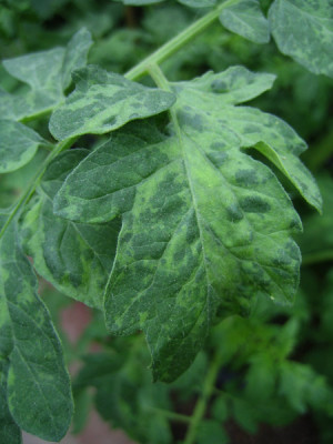 tomate_nadgok_haduk_0202.jpg