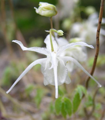 Epimedium_grandiflorum_var._higoense_2008.jpg