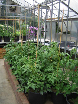 tomaten_0204.jpg