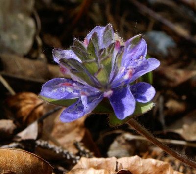 Hepatica_halbgefullt_gartenpur.JPG