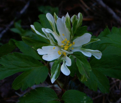 Anem._nemorosa_Mutation_gartenpur.JPG