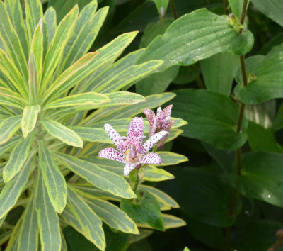 Tricyrtis_formosana.21-2.jpg