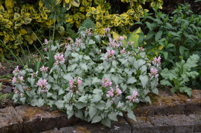 Lamium_maculatum-PinkPewter.20-1.jpg