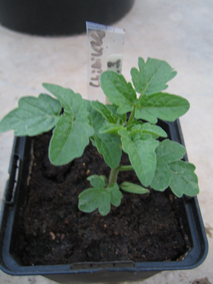tomate_chibikko_0240.jpg