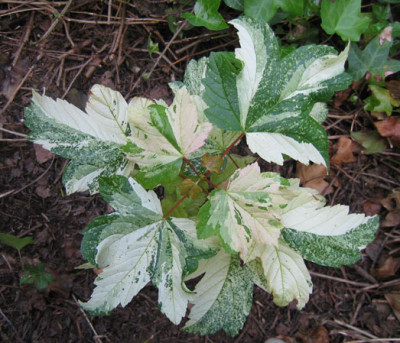 acer_campestre_0237.jpg