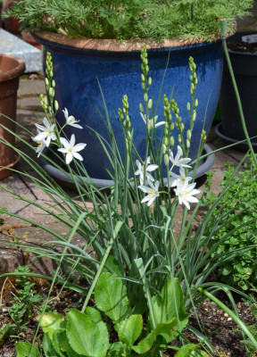 Anthericum_liliago.20-1.jpg