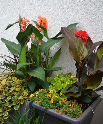Canna.18-1.jpg