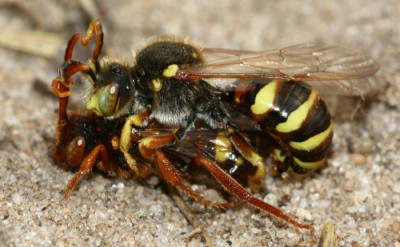 Nomada_lathburiana_-_Wespenbiene_04d_10mm_Paarung.jpg