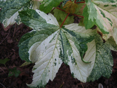 acer_campestre_detail.jpg
