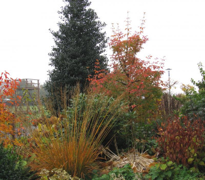 Acer griseum 1.jpg