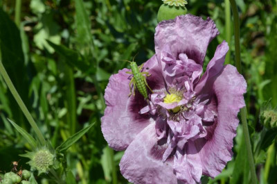 Papaver.17-3.jpg
