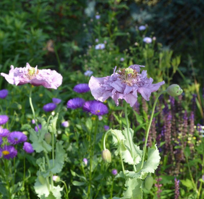 Papaver.18-1.jpg