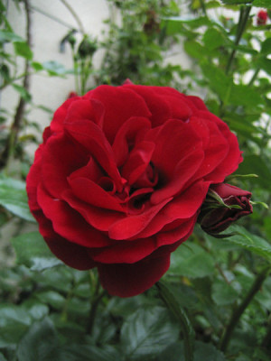 rose_heidelberg_0226.jpg