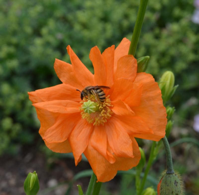 Papaver_rupifragum.22-1.jpg