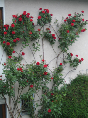 rose_heidelberg_0199.jpg