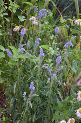 Veronica_spicata-blau.15-1.jpg