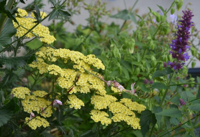 Achillea-Helios.18-1.jpg