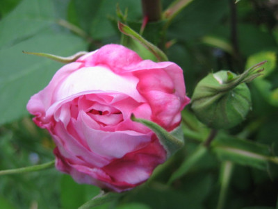 19.05.08_Gertrude_Jekyll.jpg