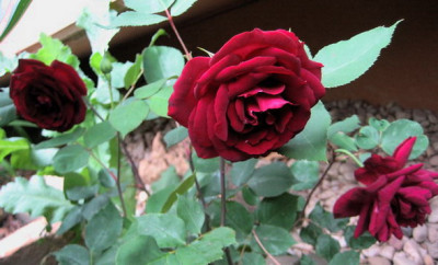 19.05.08_Nigrette.jpg