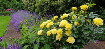 Rose Mellow Yellow2.jpg