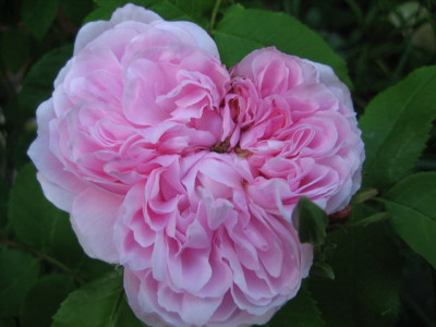 19.05.08_Jacques_Cartier.jpg