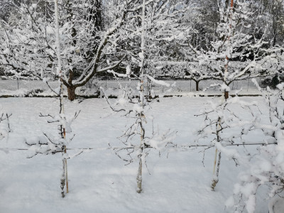 Apfel Schnee.jpeg