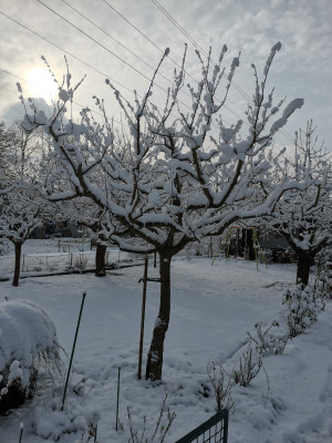 Zwetschge Baum schwach.jpeg