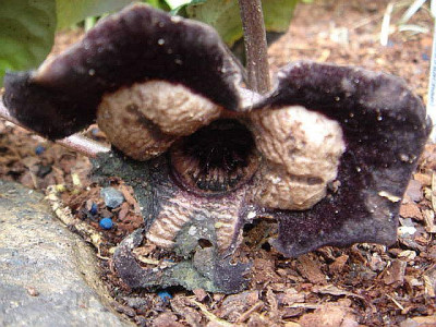 Asarum_maximum_Silver_Panda_Blute.JPG