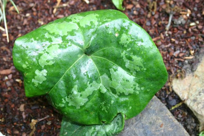 Asarum_maximum_Silver_Panda.jpg