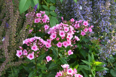 Phlox_paniculata-Eltern.17-1.jpg