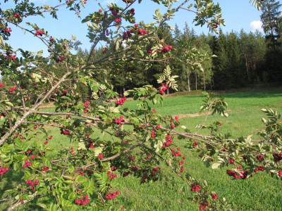 sorbus1.JPG