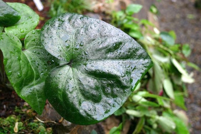 Asarum_sp._Chen_Yi_5.jpg