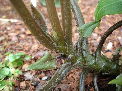 Asarum_sp._Chen_Yi_5_1.jpg