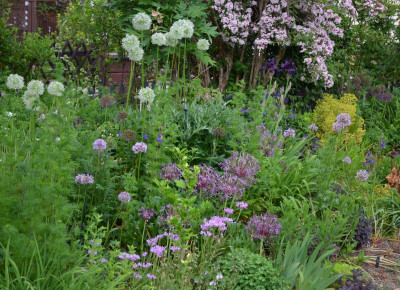 Allium.21-3.jpg